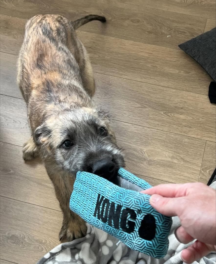 Irish Wolfhound standing proudly